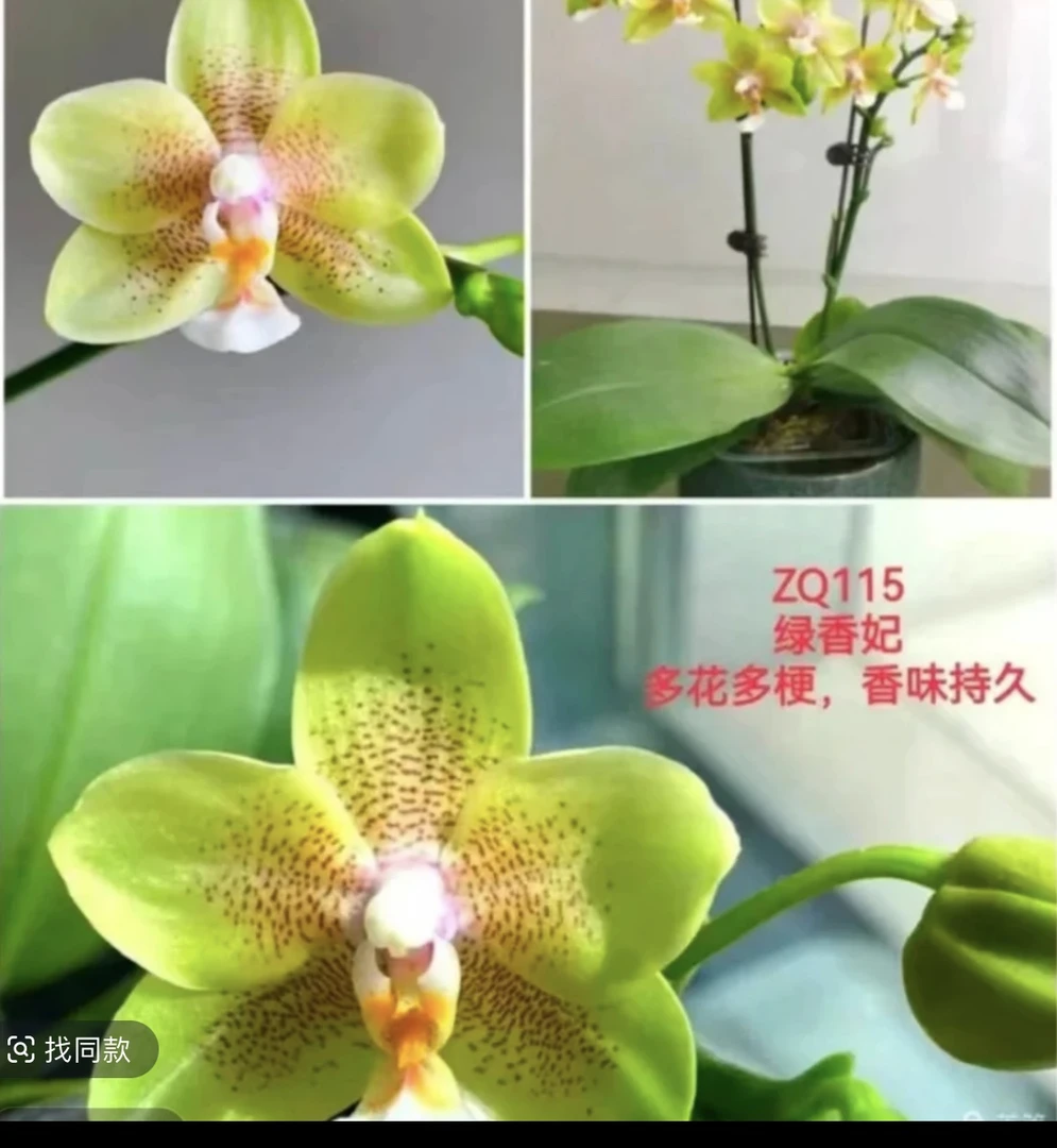 【龚氏绿香妃】蝴蝶兰龚氏绿香妃2.8寸未出梗发货（超级香）