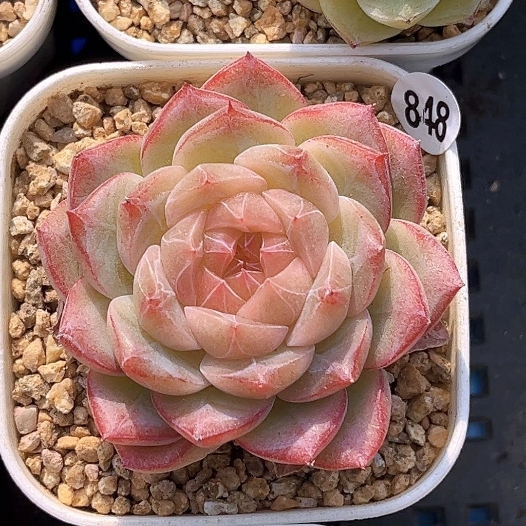848一物一拍 折桃