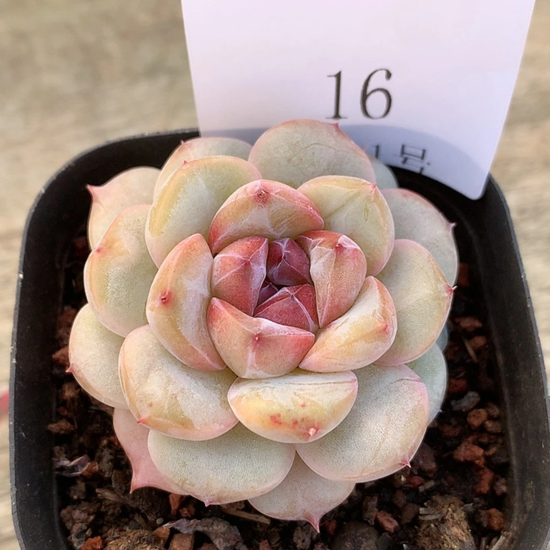 【闪购商品】云16号