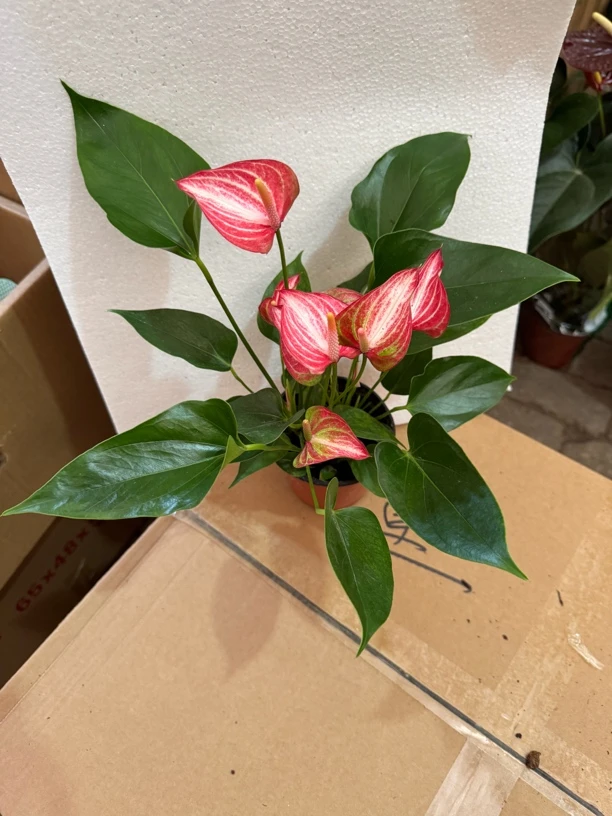 利维姆品种红掌 130#四季开花 盆栽绿植 福利 不售后