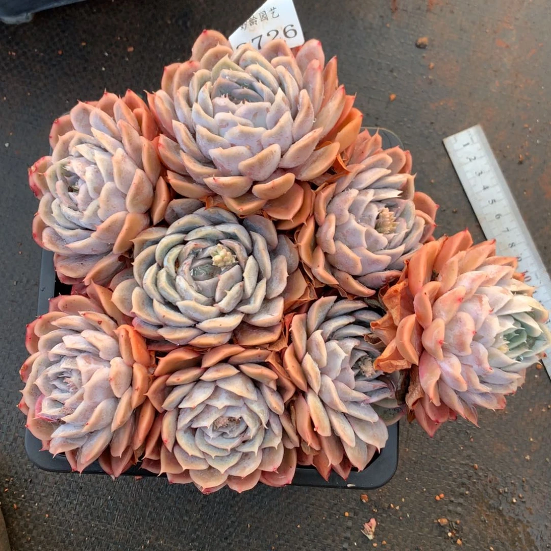 8726杂交多肉老桩