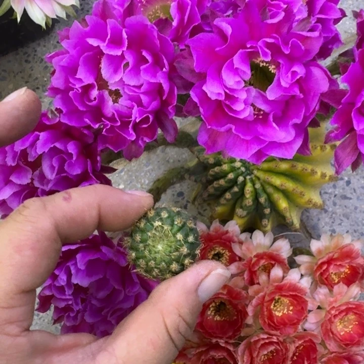 228彩草514.2嫣然歪无根侧牙4公分左右，20包邮