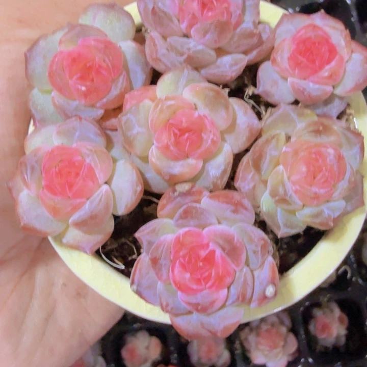 风花雪月优选体三颗一组