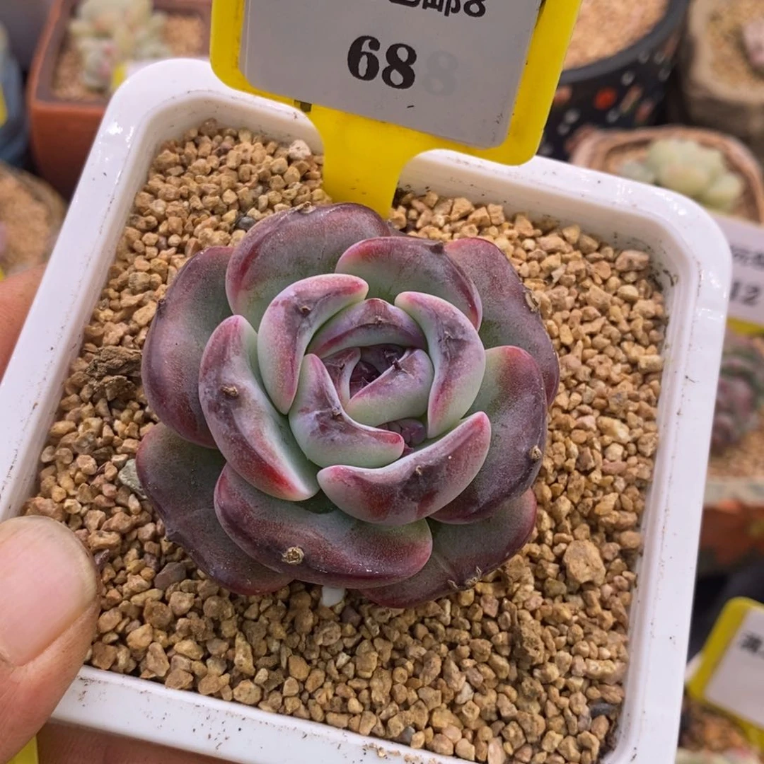 868精控黑橙子多肉植物