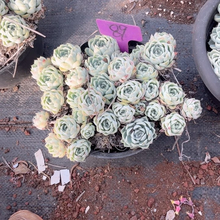 木*晨语多肉一物一拍89