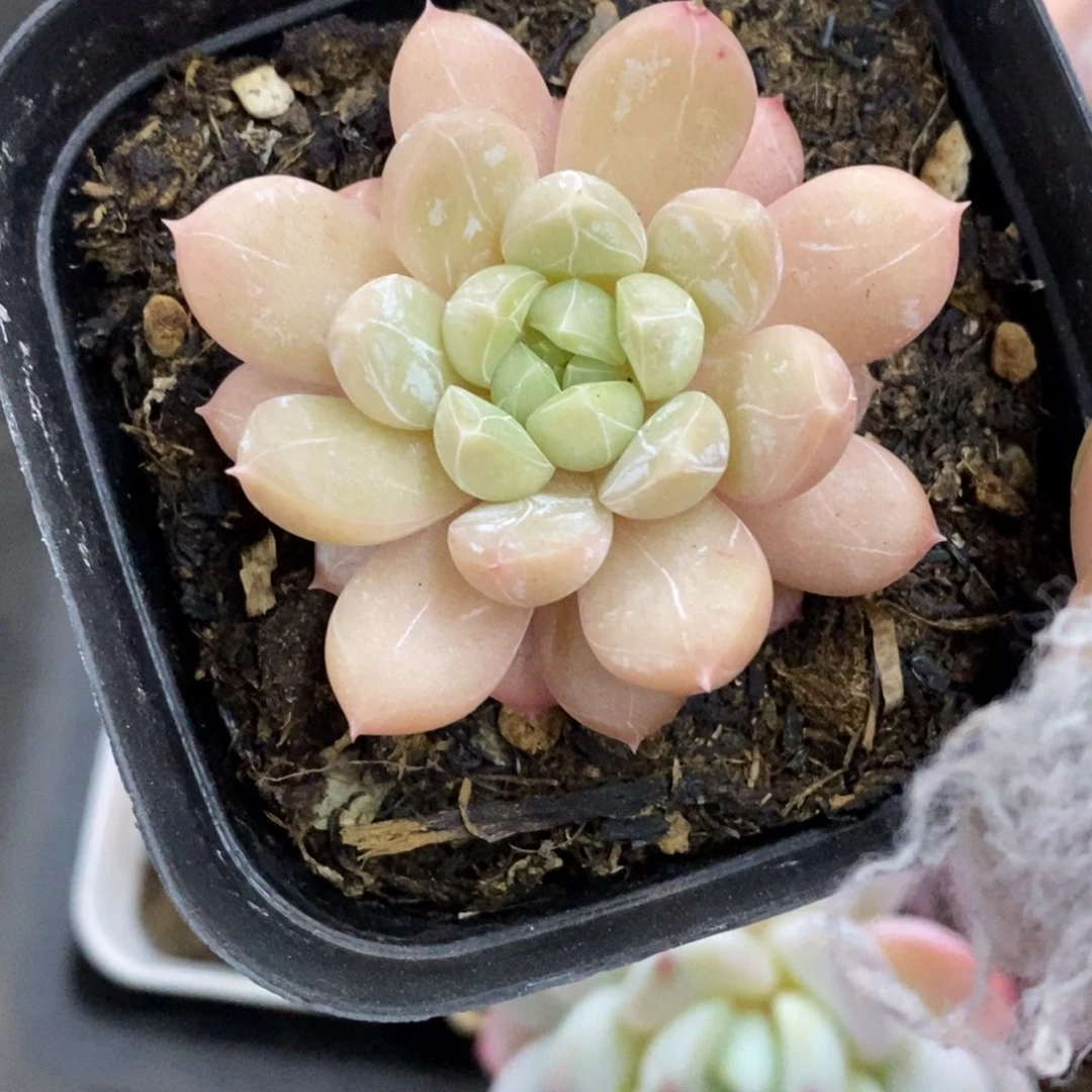 精品多肉一物一拍不包整289