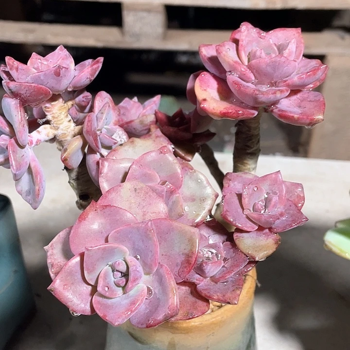 L***c彩虹糖多肉植物群生