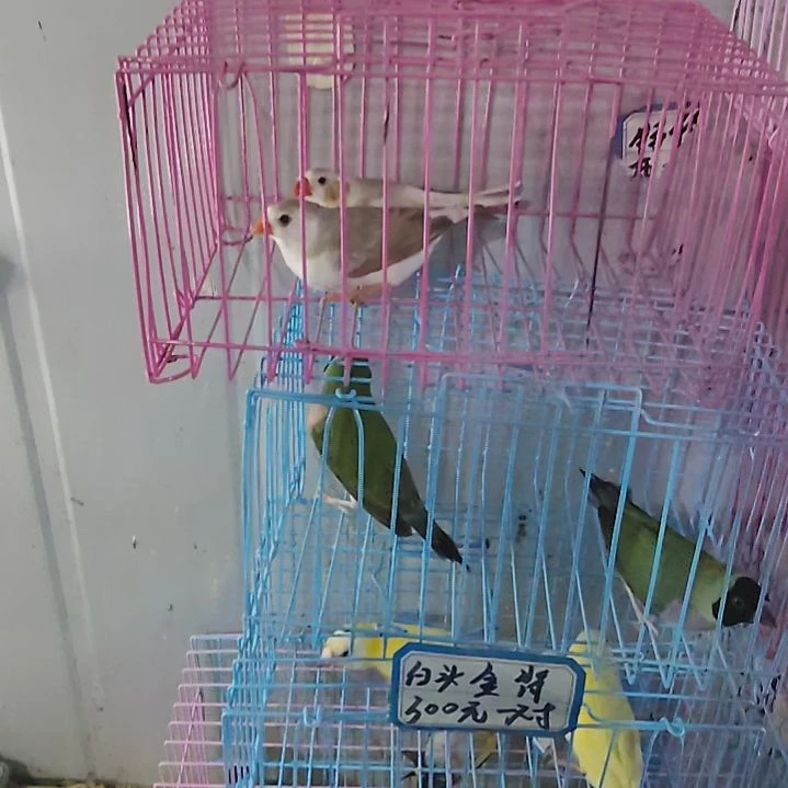 倾***心文鸟企鹅一对包活到家收到货拍开箱视频