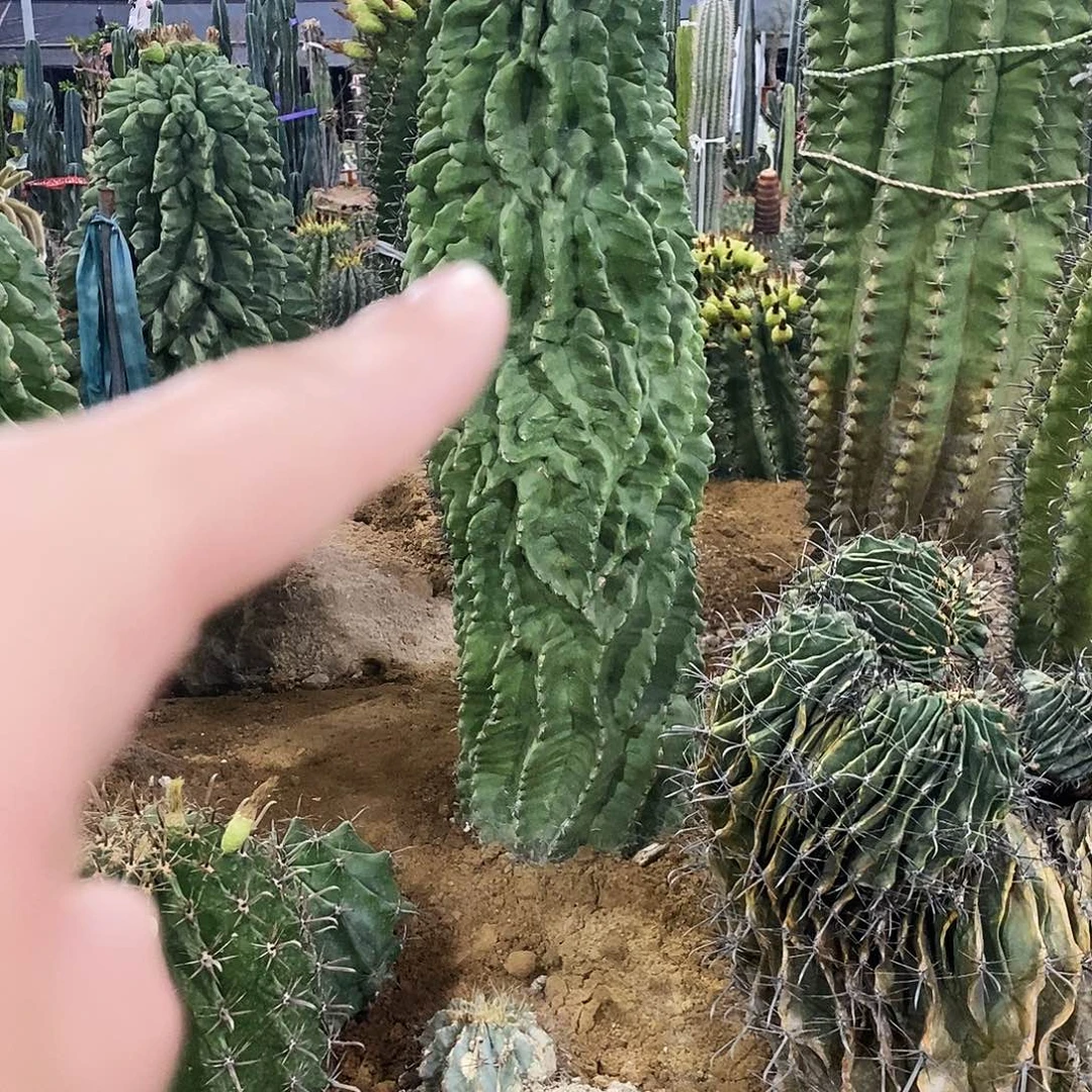 春***眠龟甲雎鸠玉。