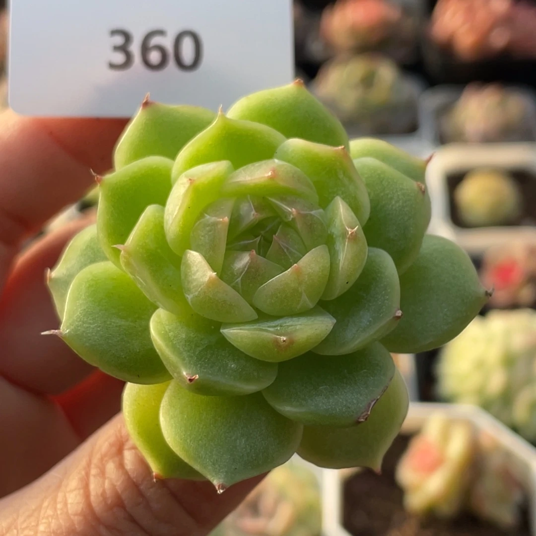 360号糖心冰心珍妮 绿泡泡