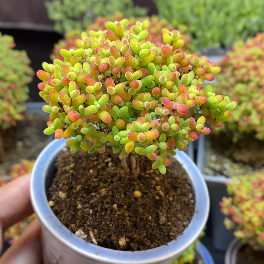 无花朵3号蜜橘糖球（直杆）带盆