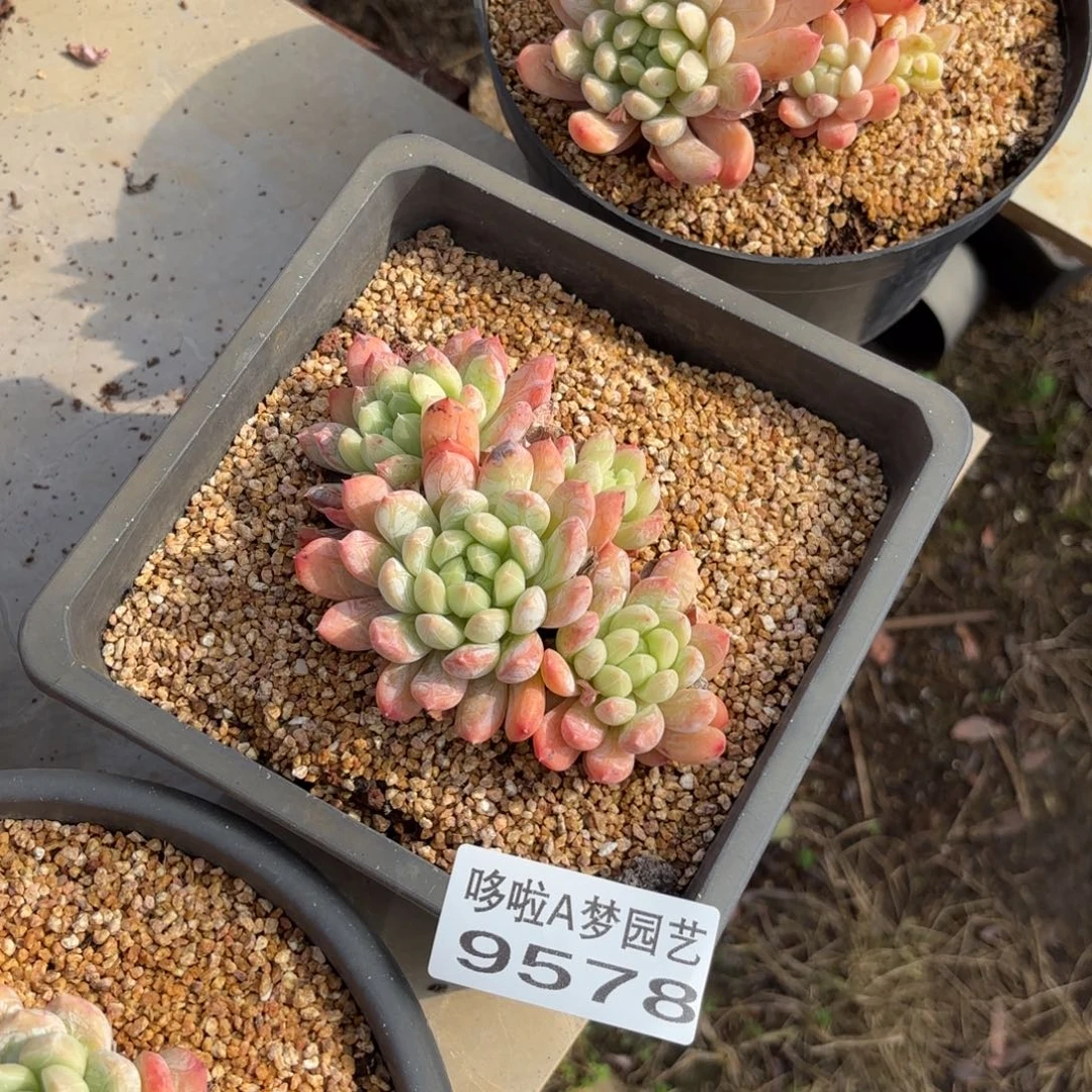 开开心心每一天象牙