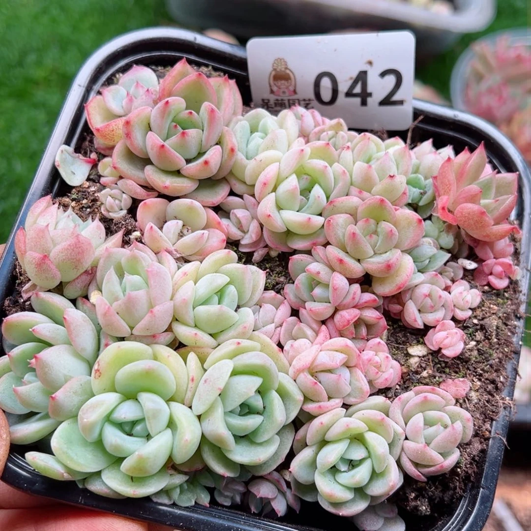 多肉植物多肉植物