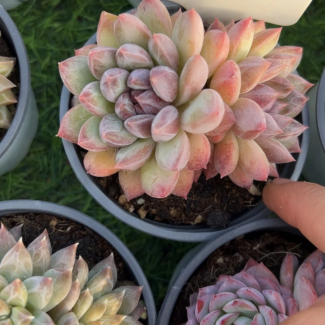 双头多肉植物保护研究所