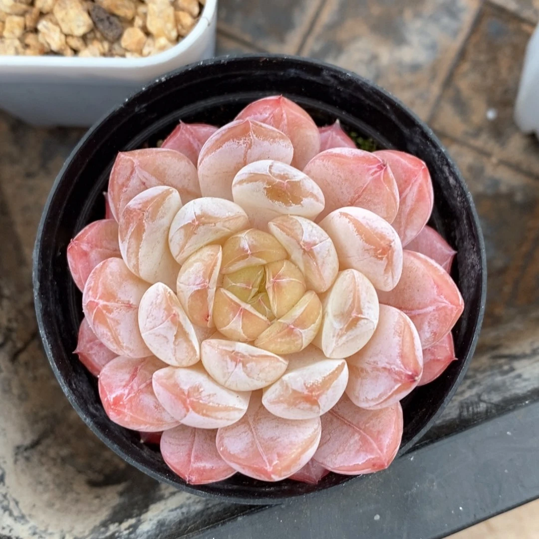 精品多肉一物一拍不包整138