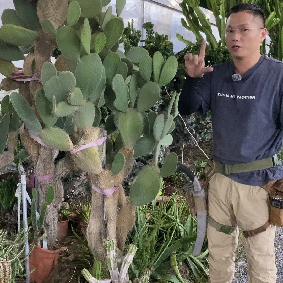 长白毛仙人掌15公分2片发货