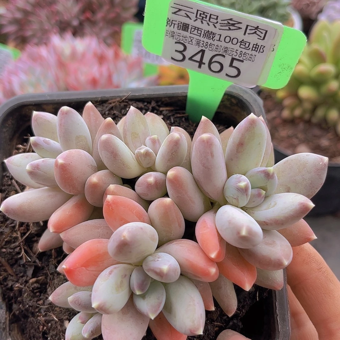 3465松果美人多肉植物