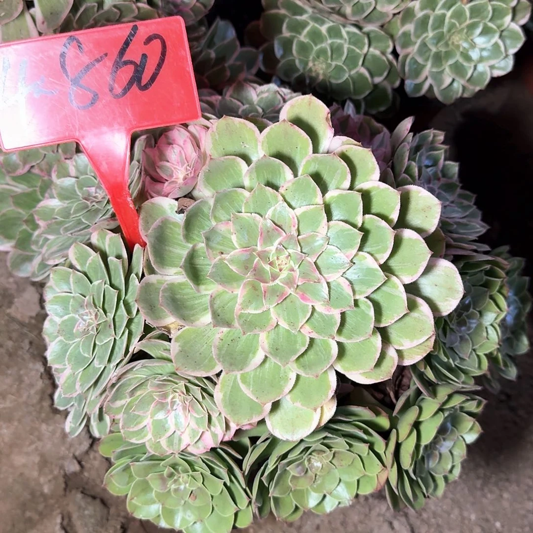 贾****4-860莲花座多肉法师
