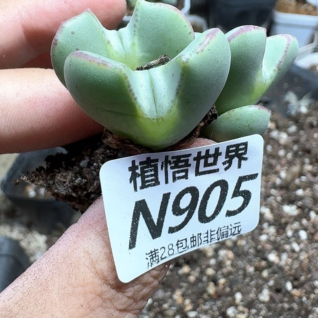 生日植物的润泽从vgb