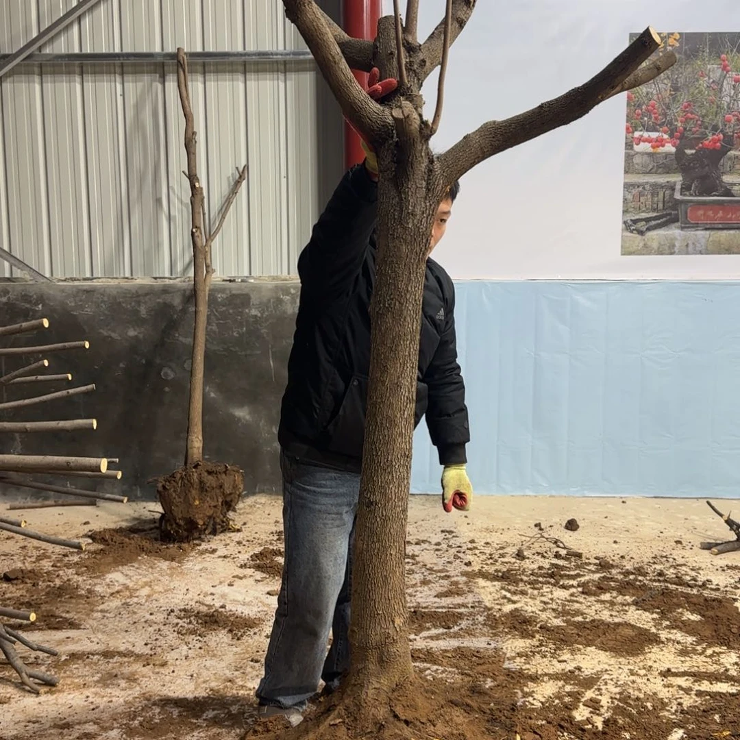 元***锅无花朵果盆111111