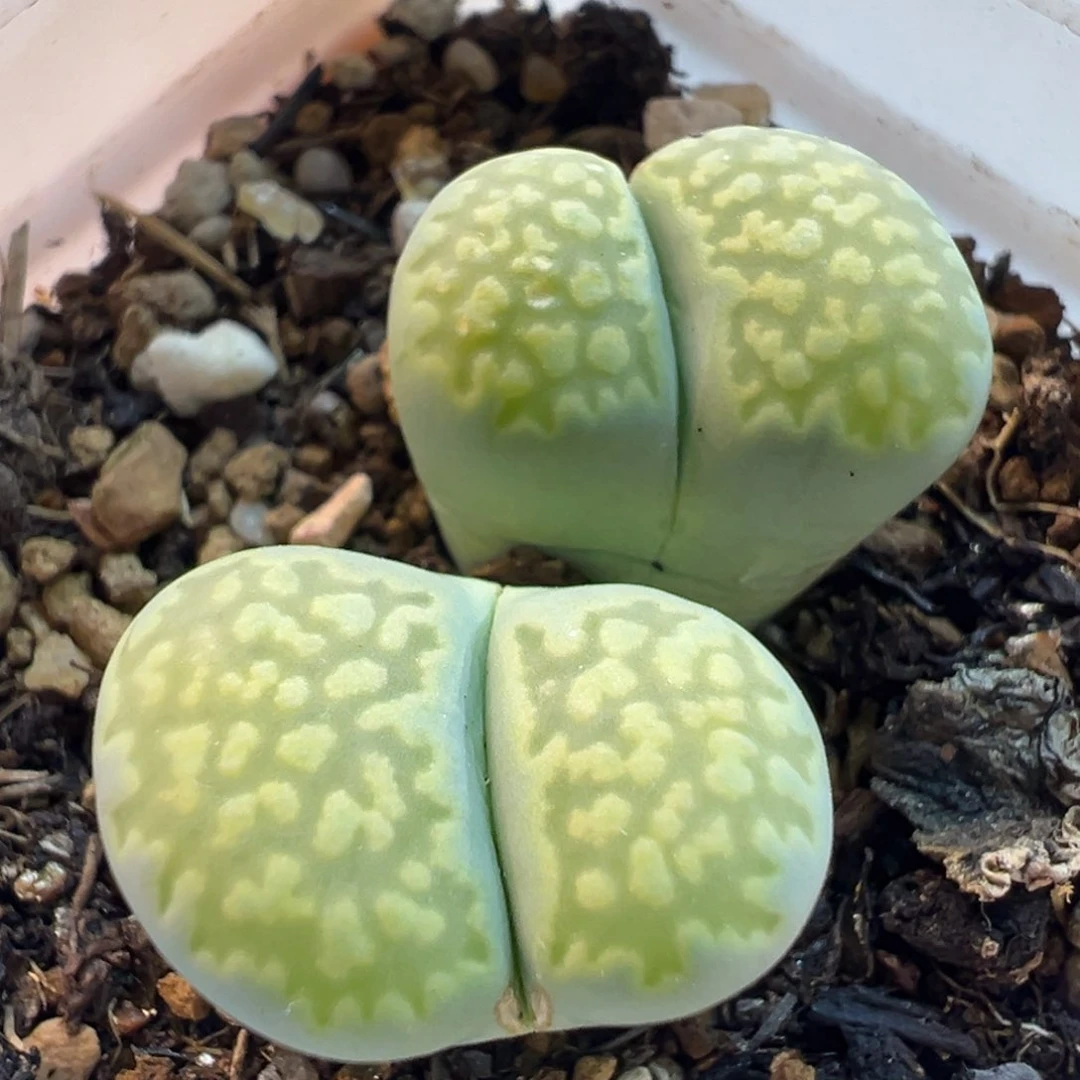 046多肉植物种类多样
