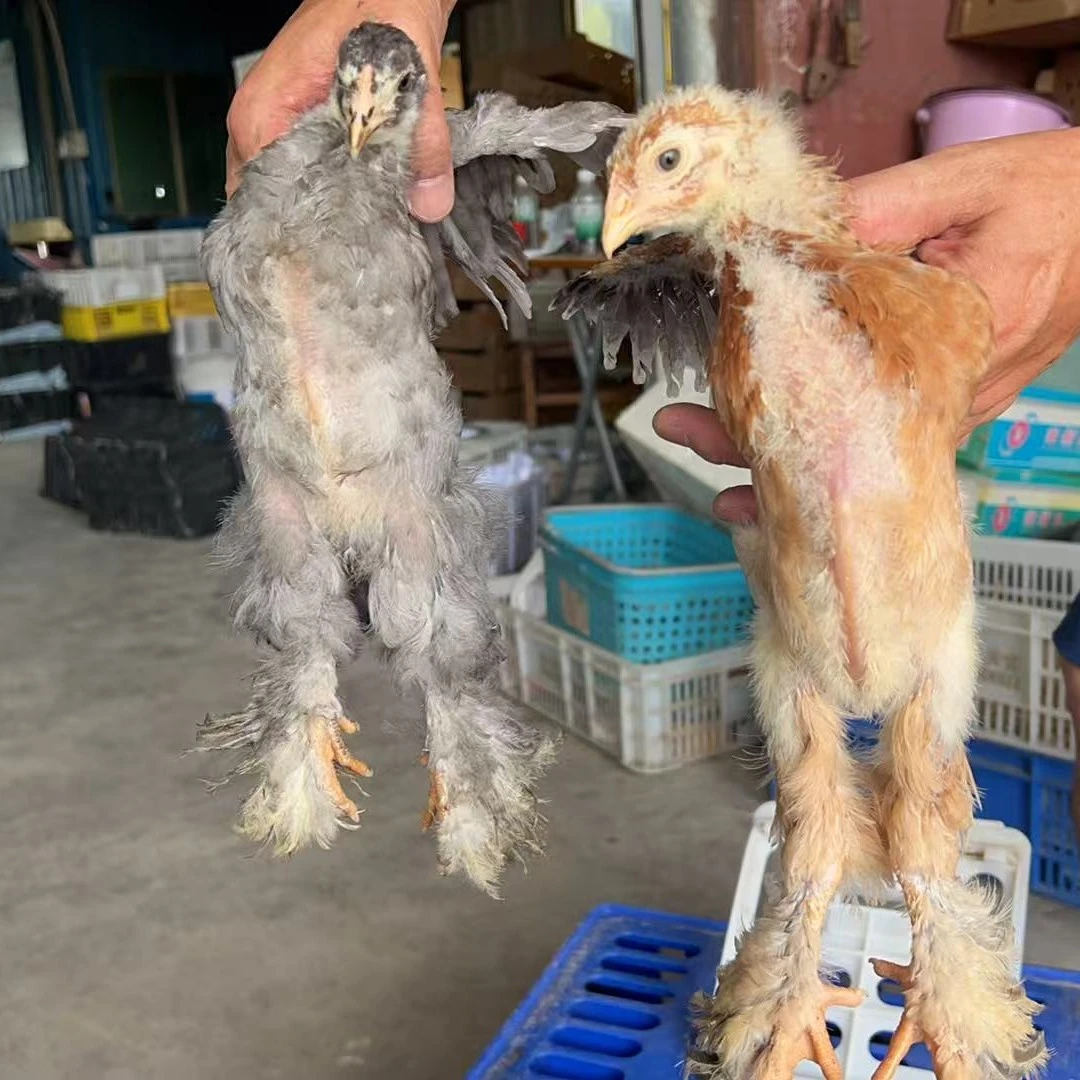 秋专属宠物鸡  4个月巨型婆罗门