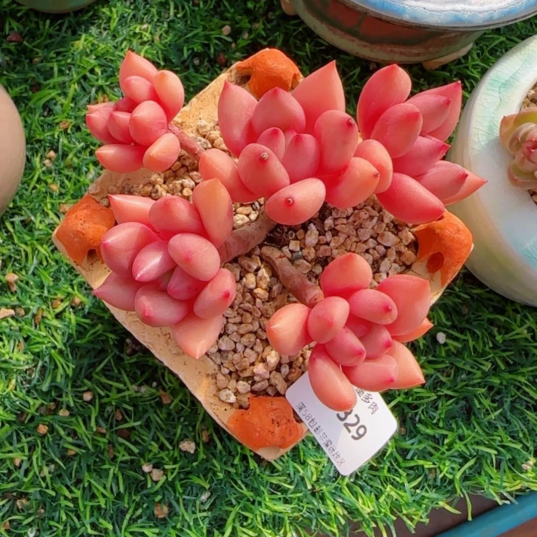 桃花源无砍，9329多肉植物