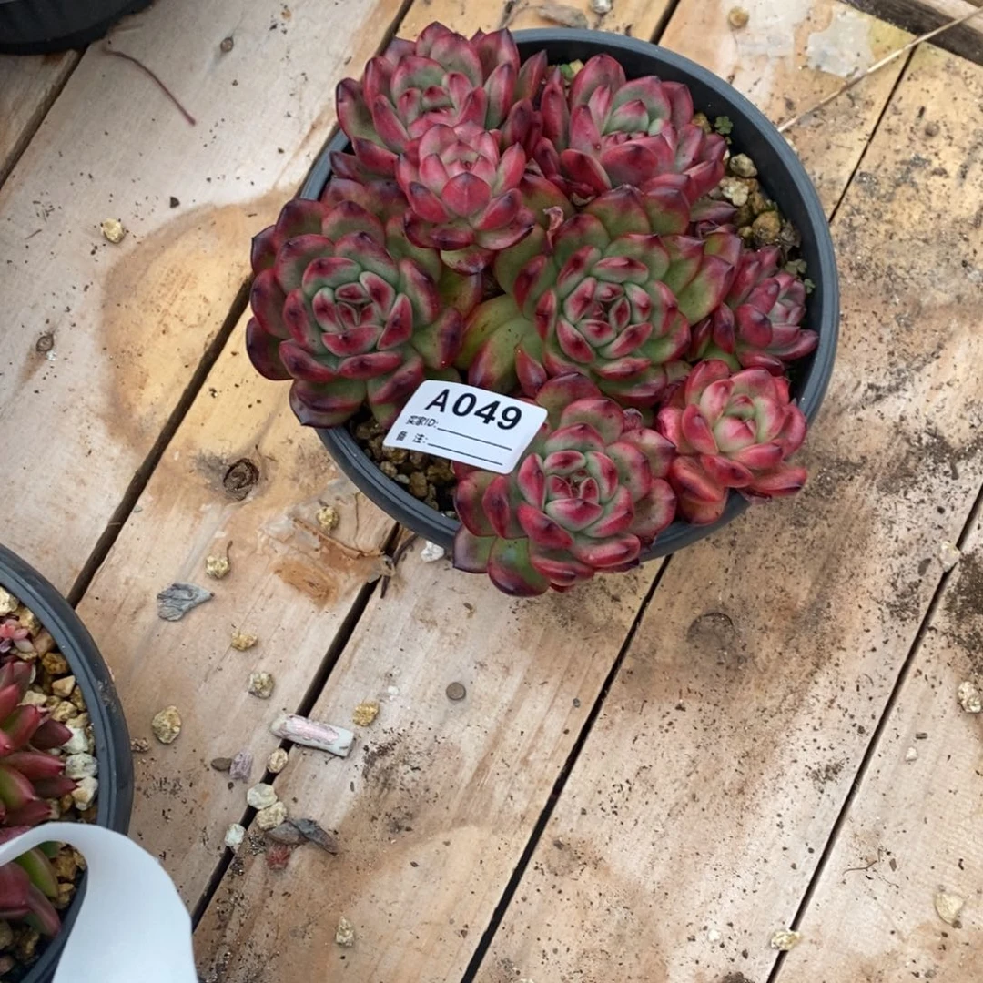 C***n若茹东云单拍A049