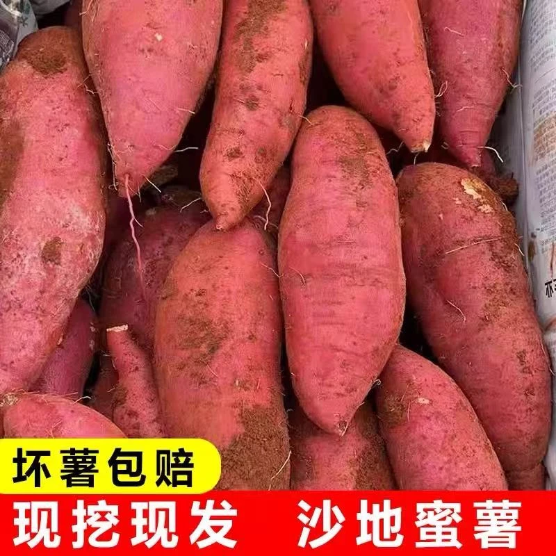 【抢购中】当季正宗黄心番薯烤地瓜沙地蜜薯软糯香甜新鲜红薯现挖