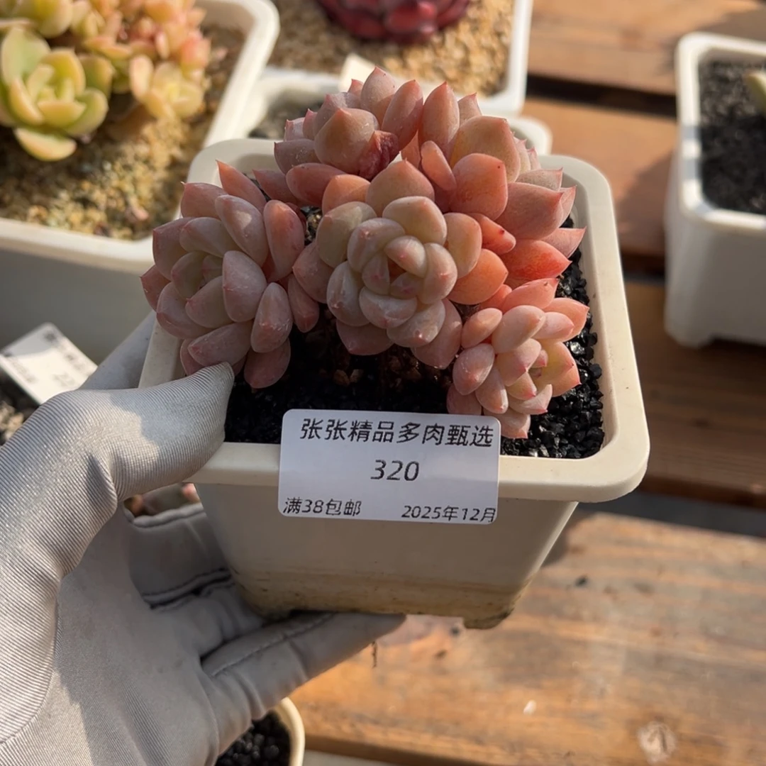 张张精品多肉甄选320