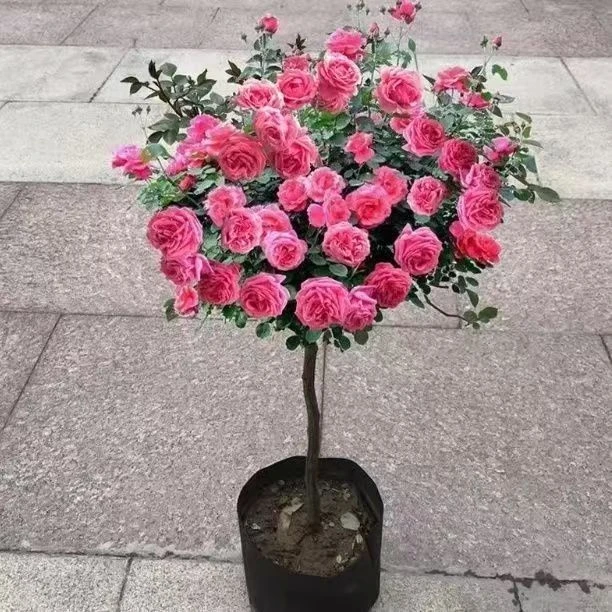 月季花棒棒糖春天开花盆栽植物