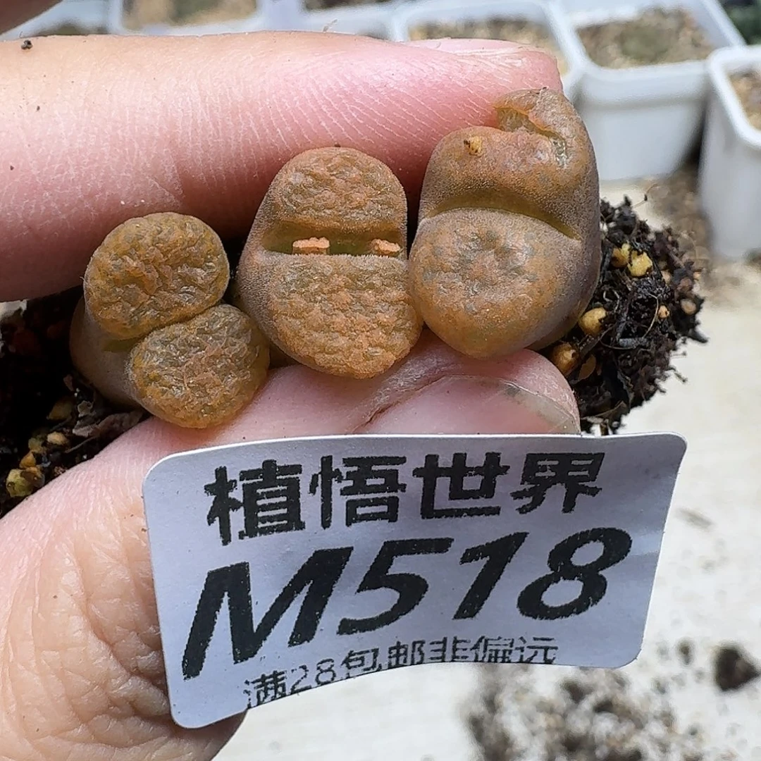 多肉植物的人啊fghb