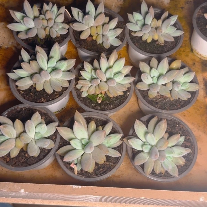 哥特双两颗福利1111111111111