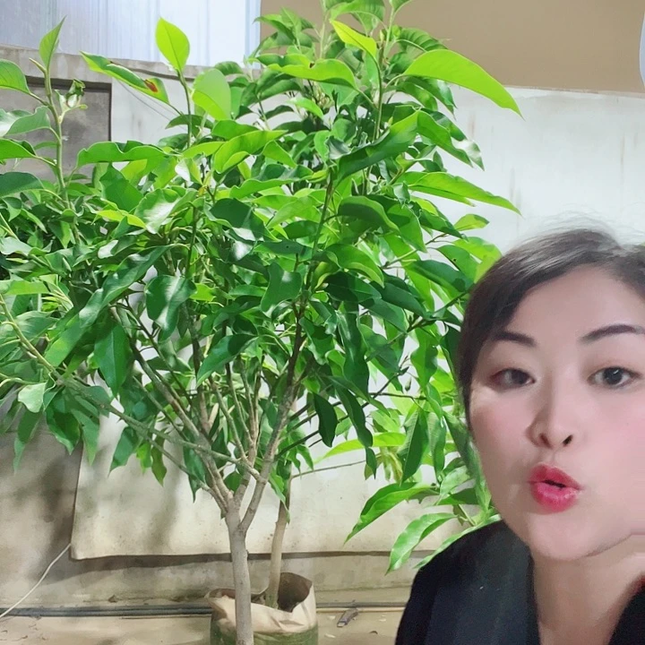 无花朵黄兰花是真的好看