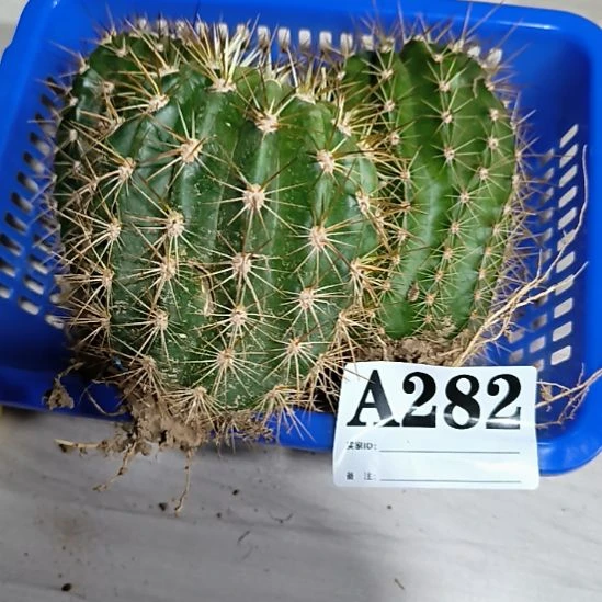 当前无花栽培后可以开花a282