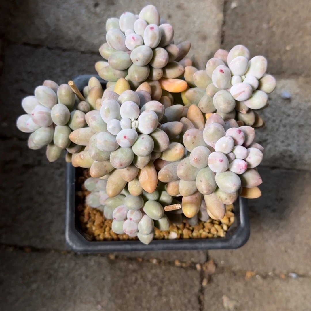 桃花奶11111111111111111111