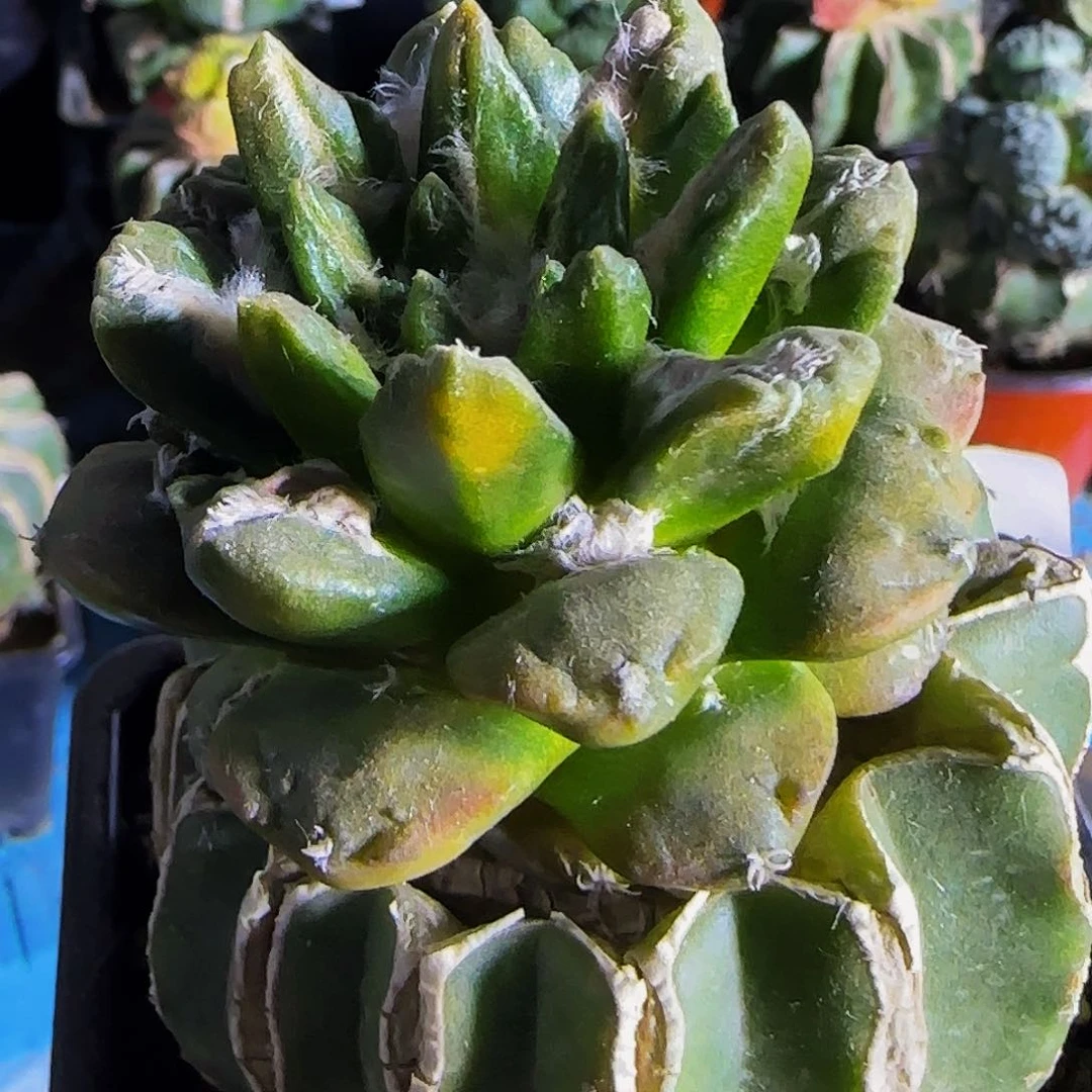 翘尤锦972仙人球