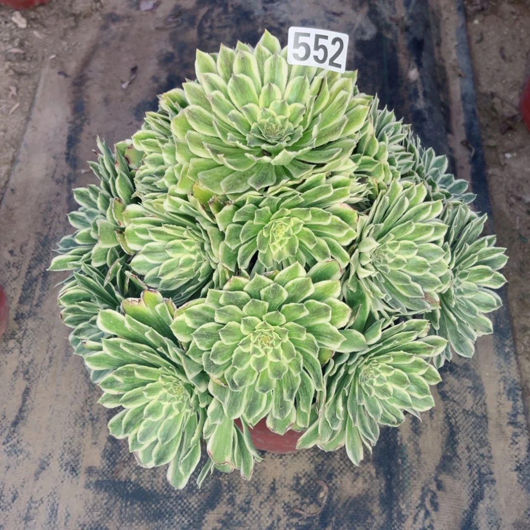 552碧浪法师多肉植物