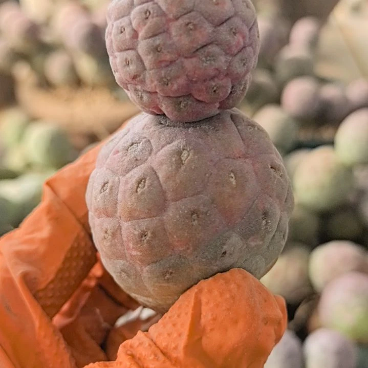 ?***字习志野仙人球直播