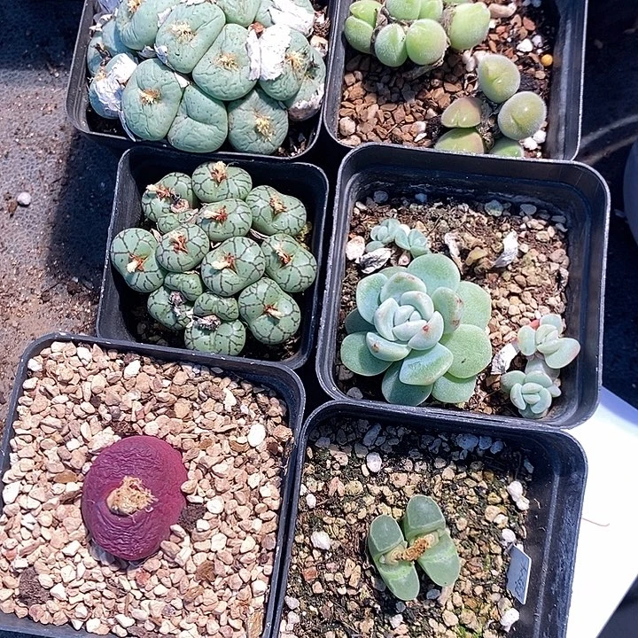 1310。 福利一组。 组合。