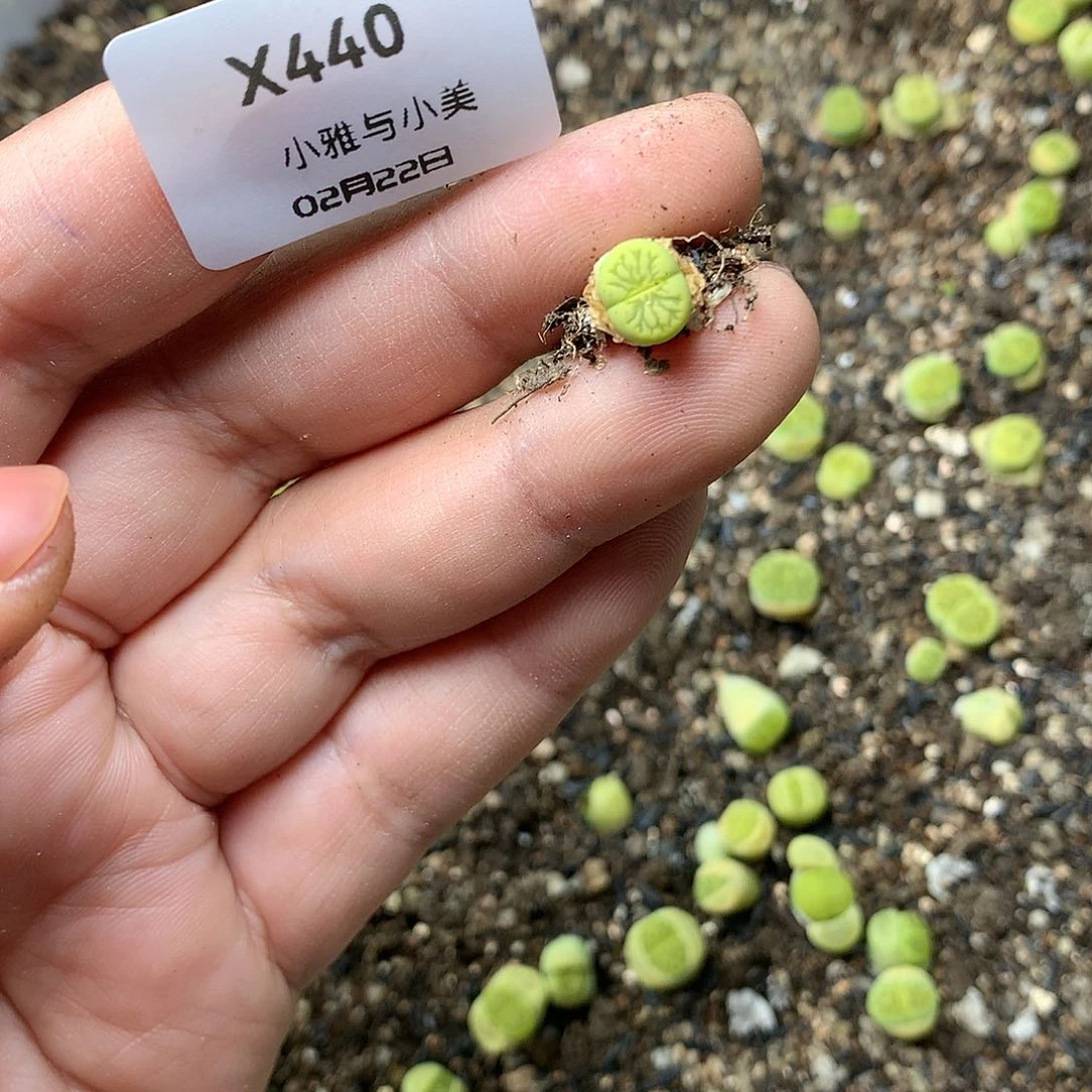 二*X440多肉植物保护研究所
