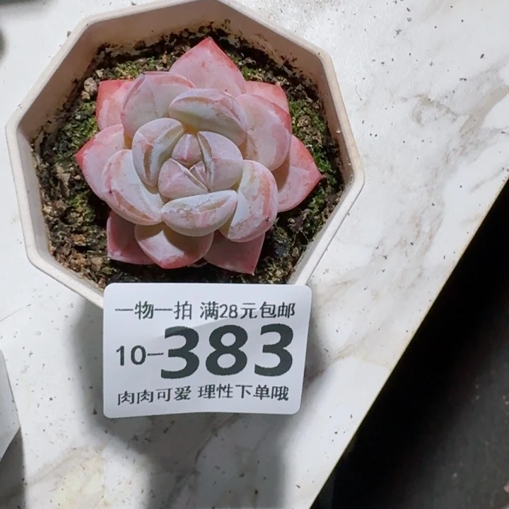 奶芙无盆土发货无盆土无