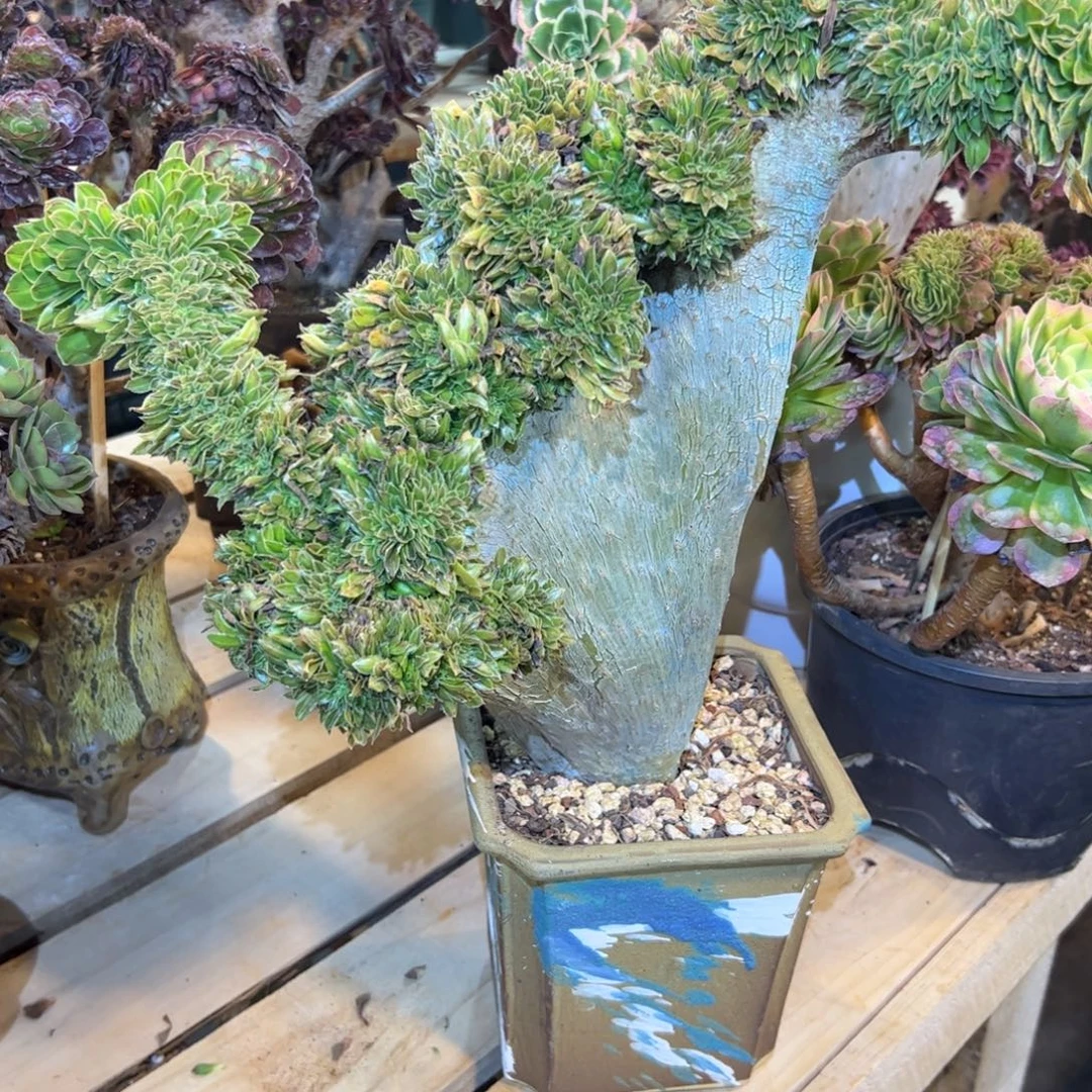 碧螺春缀化老桩厚板