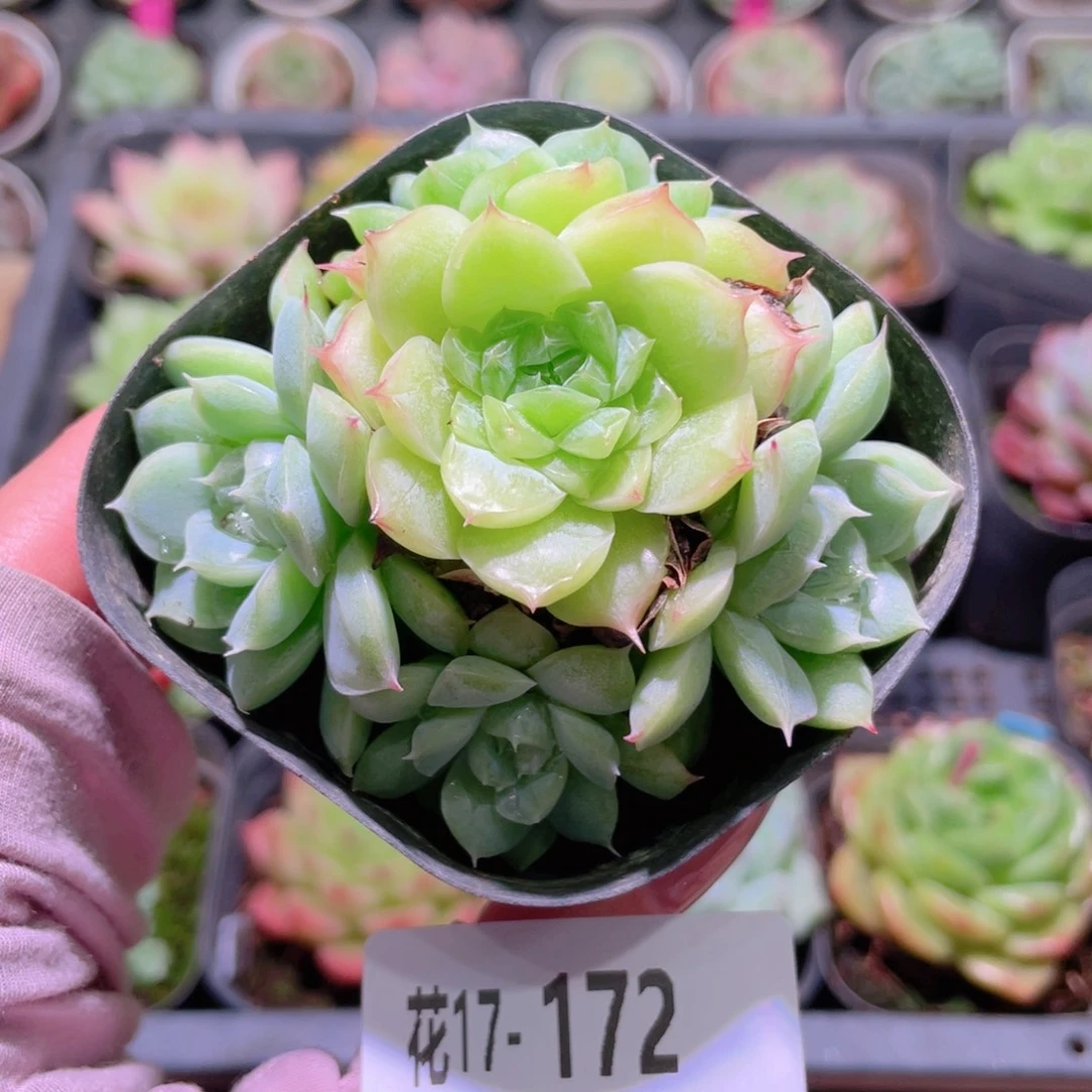 花利美17-172麦秆群