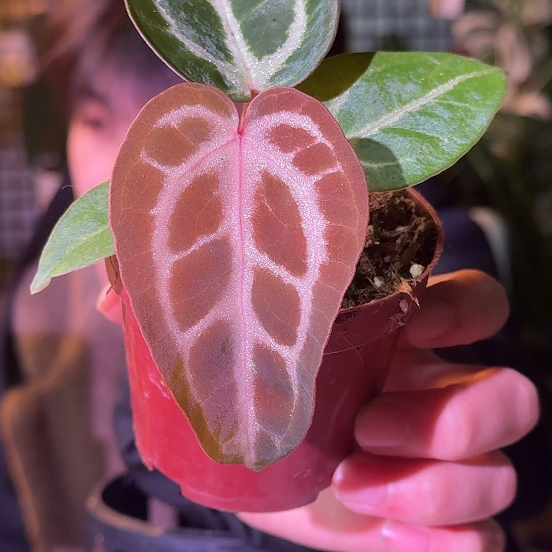 大部分花苞少量开放H330粉柠檬红杂银色闪光