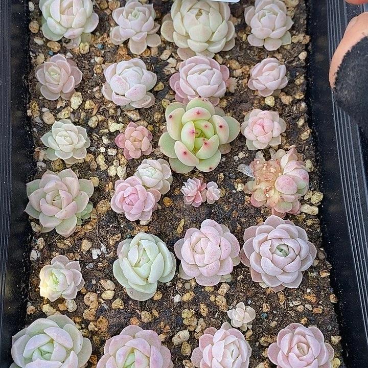 126 多肉植物盆栽花卉植物