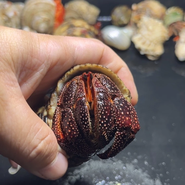 黑莓3.7口径需要拍加热包