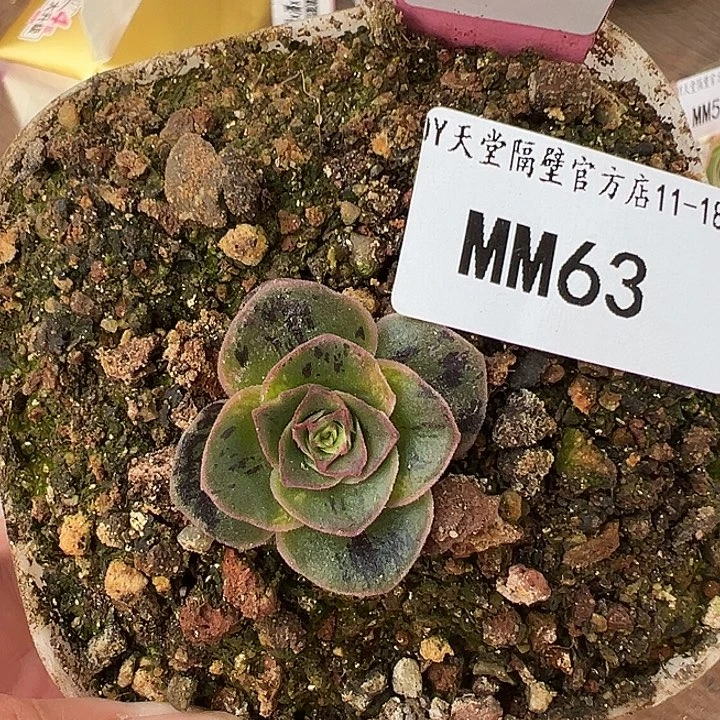 ML63山地玫瑰绝色杂交