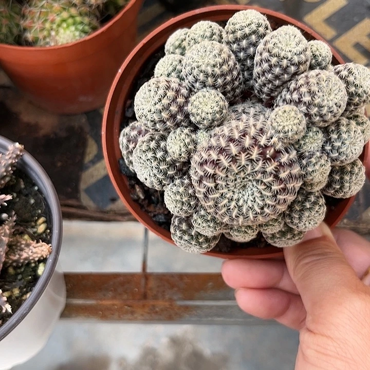 红宝石3567888999977¥@