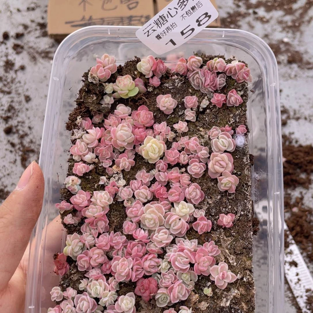 云糖心多肉植物158